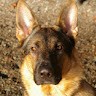 Devil Dog