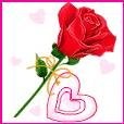 sameer safi
