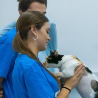 Constança Amado Pereira