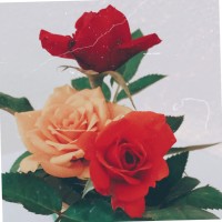 Amjad Mohammed