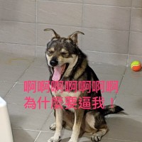 Molly Mao