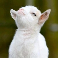 Baby Goat