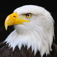 A A