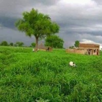 Sudan Man