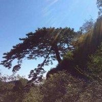 张建建
