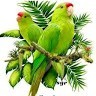 Praveen G