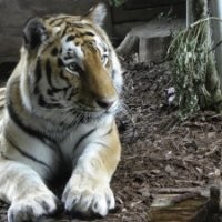 JOHN FABER MARQUES BITENCURT