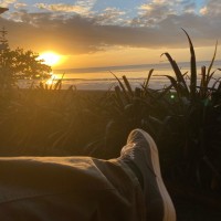 Boris D’Bulletdodger