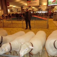 Marcelo Grazziotin