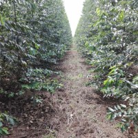 EVER ANTONIO ROSSO CARO