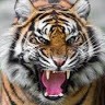 Naresh Amrutha