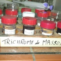 algerie chimie