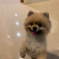 Chengchung Hung