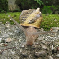 Cécile Chauvigné-Bourlaud