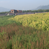 Zhihui Zhang