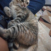 Mohd Nizam Nizam