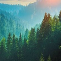 Sathya Prakash Gandhodi