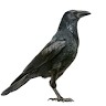 Curious Crow