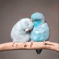 hosanna ropafadzo gabriel