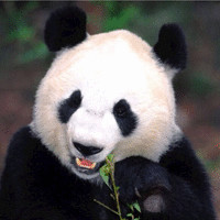 Andrew AI