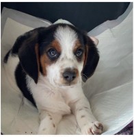 Buddy My beagle