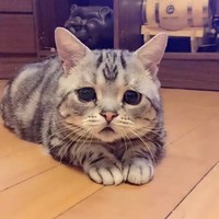 何会奇
