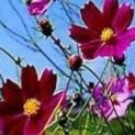 Bella Flor