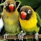 Funnybird Vidos