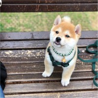 孙德松