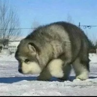 柴广辉