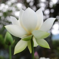 Nhu Nhien