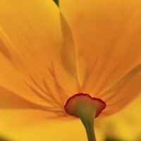 Nicolina Della Rocca