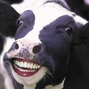 lol cow