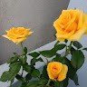 San Jeev
