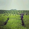 Fernandi Agustian