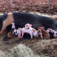 Carol Fulbright-Mullins