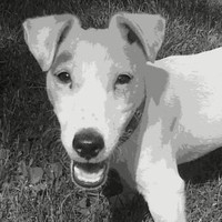 Rocco Dodicz