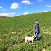Yotam Mendelsohn
