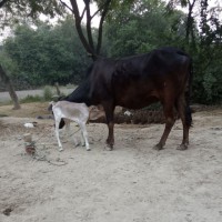Ashish Tiwari