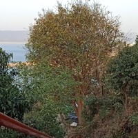 Collectanea Active Pharmaceutical Ingredients