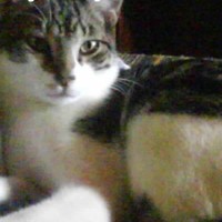 Roberto Bueno dos Santos