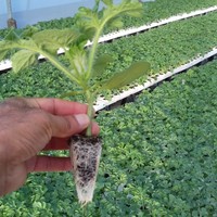 Jose Celso Hernandez Sanchez