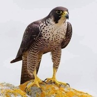 زيد صالح آل سليم