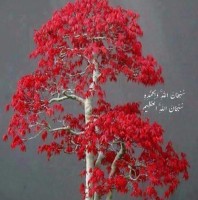 Azmat Shaheen