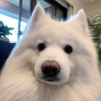 李智鹏