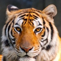 Shreedhar Pateel.N