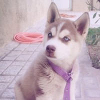 remor mor