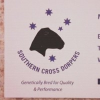 Southern Cross Dorpers