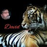 David Kumar