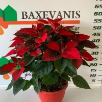 Panagiotis Baxevanis